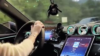 Car lover 5