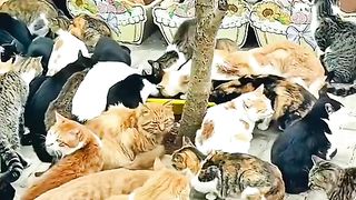 Cute home
