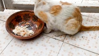 Poor Hungry Homeless cat is Enjoying Foòd and feeling Good now...