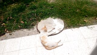 Homeless hungry cat feeling happiness and satisfactions after taking food...