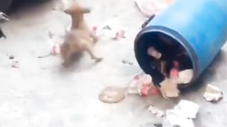 Dog fighting funny moment video