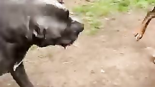 Biggest dog videos