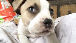 BABY PITBULL