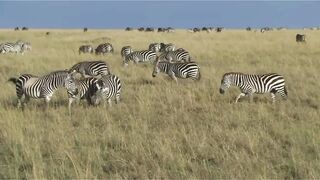 Amzon Forest Cheetah vs lion