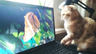 Сat Watching a Video