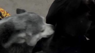 Pitbull vs Chihuahua