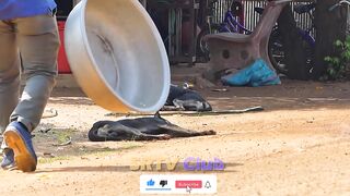 Aluminum Box vs Prank Dog Very Funny - Must Watch Funny Comedy New Prank With Try To Stop Laugh
