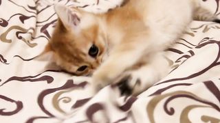 Cute and playful kitten with big eyes| Baloo