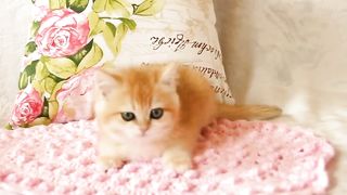 Beautiful british shorthair kitty rare color