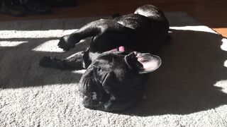 Cosmo the Farting Grunting French Bulldog