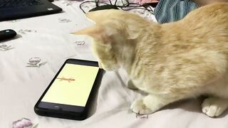 GIFY PLAYING ON PHONE