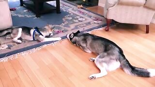 Puppy Play Time - Funny Dogs Video
