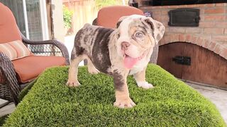 CHOCOLATE TRI MERLE English Bulldog Puppy / Boy Blue eyes pup 10 weeks old