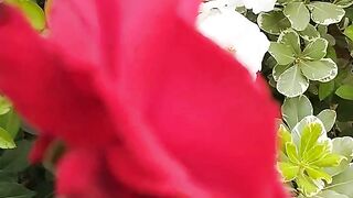 Beautiful rose flower