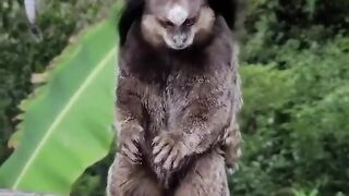 Can anyone tell me the name of this animal