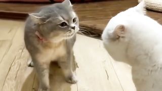 Cat Funny ! cat cute videos ! cat Funny videos