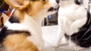 Dog and cat Funny videos dog cute videos