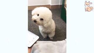 Funniest Confused Dogs Compilation