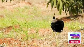 The peacock was chosen as Pakistan's national bird due to its beauty and cultural significance.