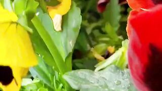 Beautiful flowers 11