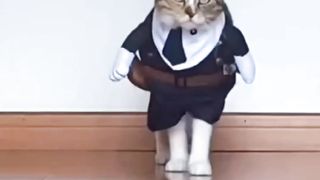 "Purrfectly Hilarious: A Feline's Guide to Comedy"Cat cute videos