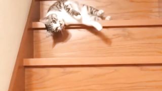 Cat-titude Adjustment: Lessons in Feline Confidence"Cat cute videos