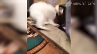 ???? Funniest ???? Dogs and ???? Cats - Awesome Funny Pet Animals Videos ???? 2