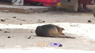 Best Funny Dog Prank Fail Inside BIG BOX Must Watch Most Funny Comedy Vide0 Try To Stop Laugh