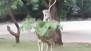Watch monkey play with deer