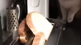 New Funny Videos 2023 ???? Cutest Cats and Dogs ???????? Part 6