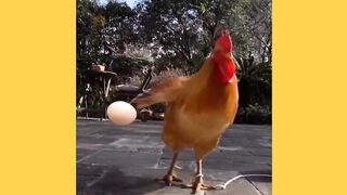 Funny chicken Group Comedy scenes videos cute videos
