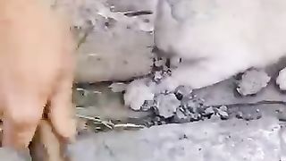 Funny animas