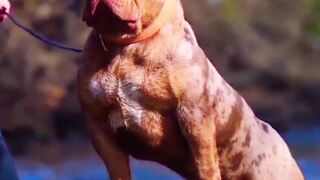 Hulk Dog Pitbull Dog Hulk Pitbull Dog