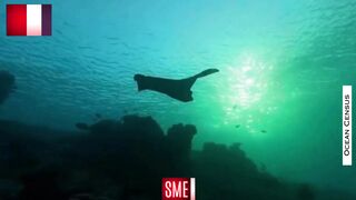 Creatures fired Depth of the sea Sends Video Cameras Mega project