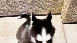 Funniest DOGS that will make you LAUGH! ???? Best Dog Videos ???? You'll Never Get Tired Watching ????