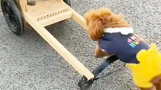 Lovely cat and dog car driving