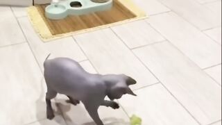 Funny animals - Funny cats / dogs - Funny animal videos 288