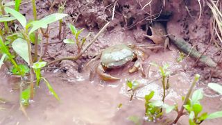 MINIATUR BUTTER GARLIC CRAB RECIPE