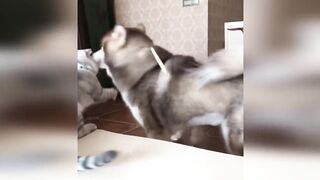 Funny animals - Funny cats / dogs - Funny animal videos 5