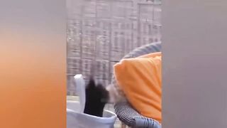 Best Funny Dogs And Cats Videos ???? - Funniest Animals Videos 2023???? #01