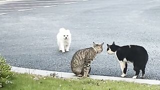 Dog cathces a cat
