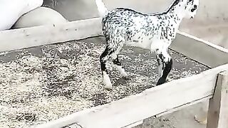 Goat dancing