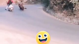 Biker on road and come a bull