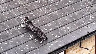 Cat on roof