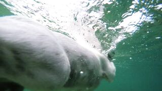Dog swimming