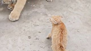 Lion with dog