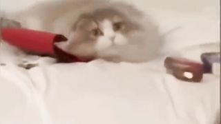 New Funny Videos 2023 ???? Cutest Cats and Dogs ???????? Part 7
