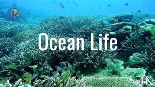 Ocean Life | Nature Relaxation and Stress Relief @Kurt-Relaxation