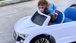 Baby monkey drives a car with his puppy in the garden