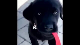 Labrador Compilation - Cute and Funny